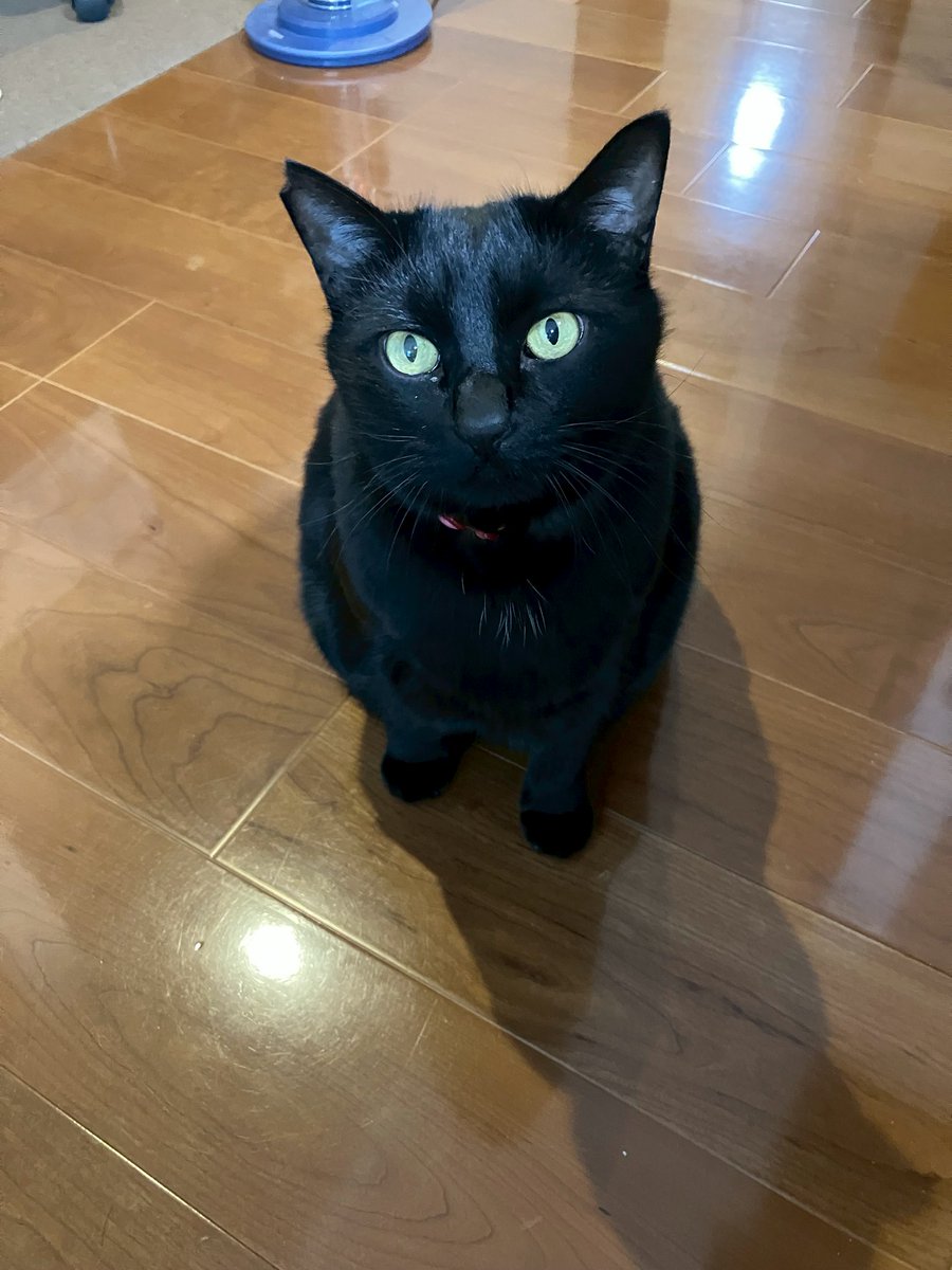 今日は所用があって夫婦で外出してました。
帰ってきたら、「お留守番のご褒美ちょーだいな」の顔のクロがやって来ました。
大好きオヤツを２人からもらいましたよ😊

#クロ10キロ
#愛猫