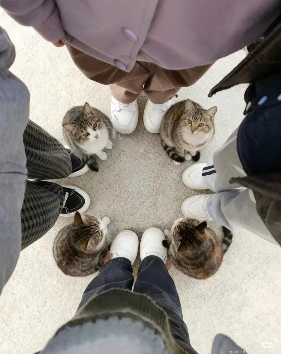 cats with powerful impression 🐾 tweet media