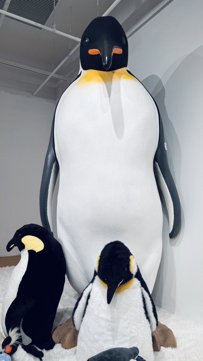 昨日はSezyoとでっかペンギンを得た