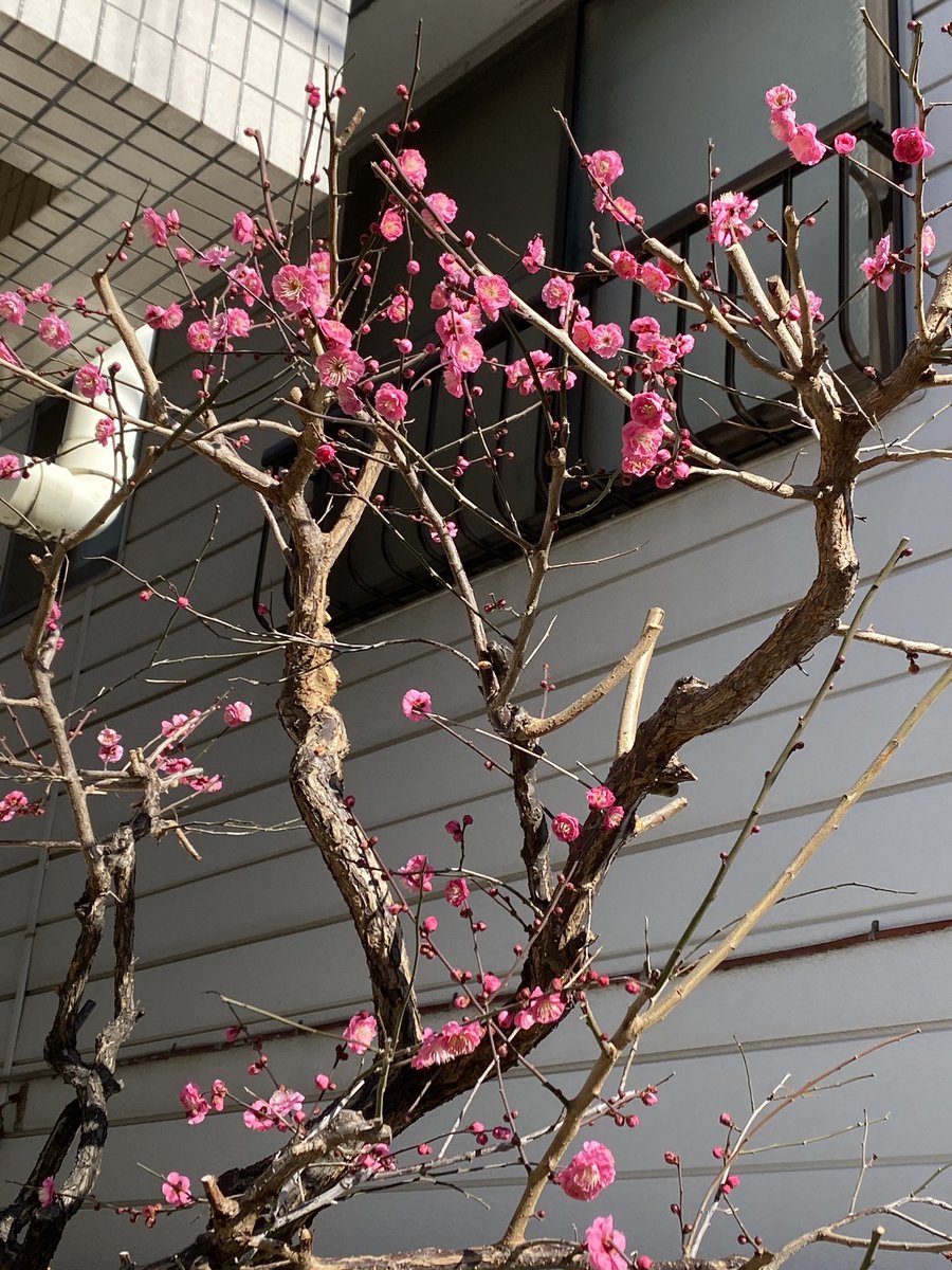 ayanabe's tweet image. 左：今日いちばん咲いてた梅。他はみんな右くらい。