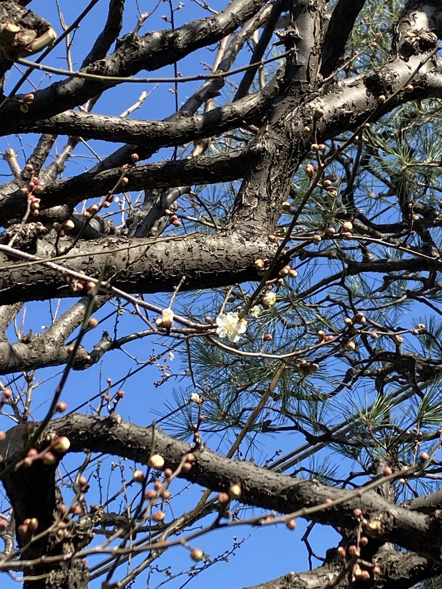 ayanabe's tweet image. 左：今日いちばん咲いてた梅。他はみんな右くらい。