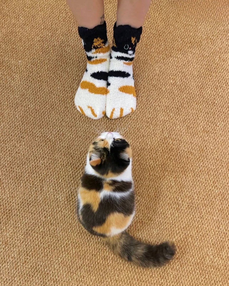 catshealdeprsn's tweet image. 