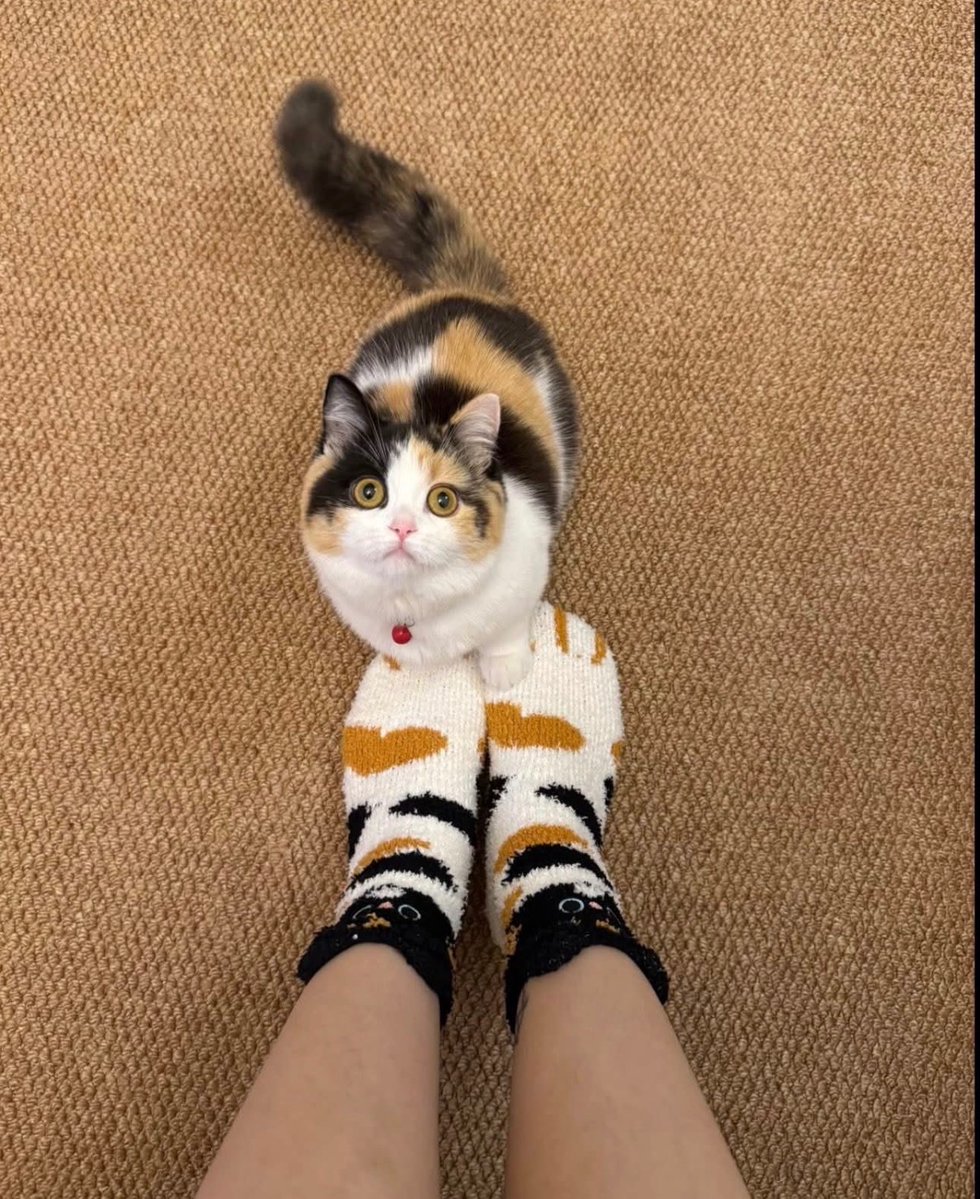 catshealdeprsn's tweet image. 