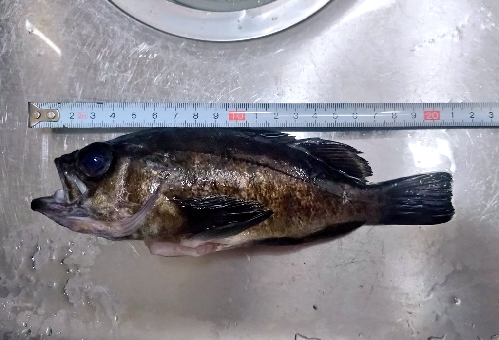 21cmと23cmだった 