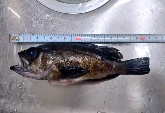 21cmと23cmだった 