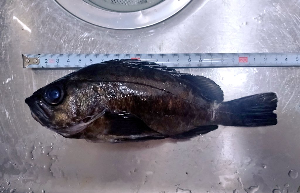 21cmと23cmだった 