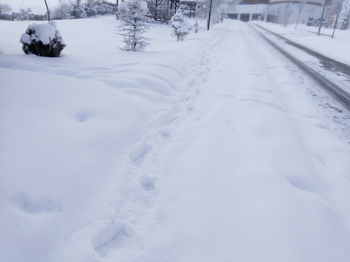 Birikmiş karın üstünden ilk geçen kişi olarak yolu kullanacak olanların işini kolaylaştırdım. Güne topluma faydalı birey olarak başladık