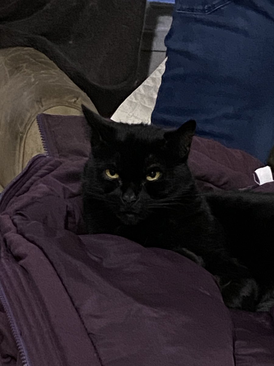 MoomieAngelCandy&kittens🇨🇦😺😇🇺🇸🇺🇦 tweet media