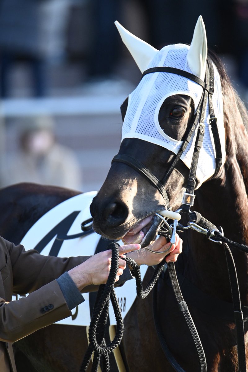 く*ろ様 競走馬　スペシャルウィーク　無口 く*ろ様 競走馬 スペシャルウィーク 無口 く*ろ様 競走馬
