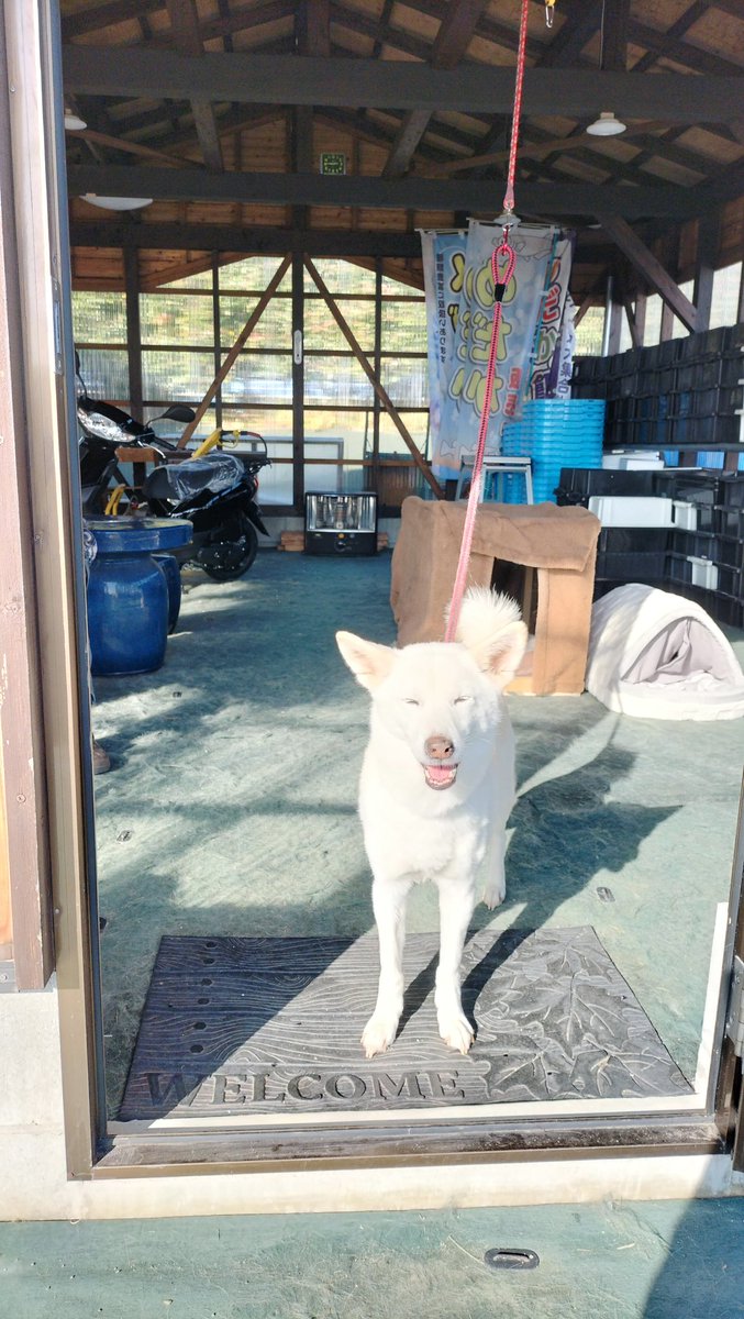 陽ちゃん。 tweet media