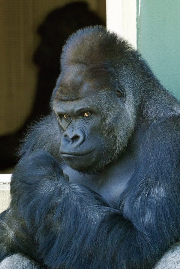 ゴリラ動画🦍 (@gorilla_buzz7) / Posts / X