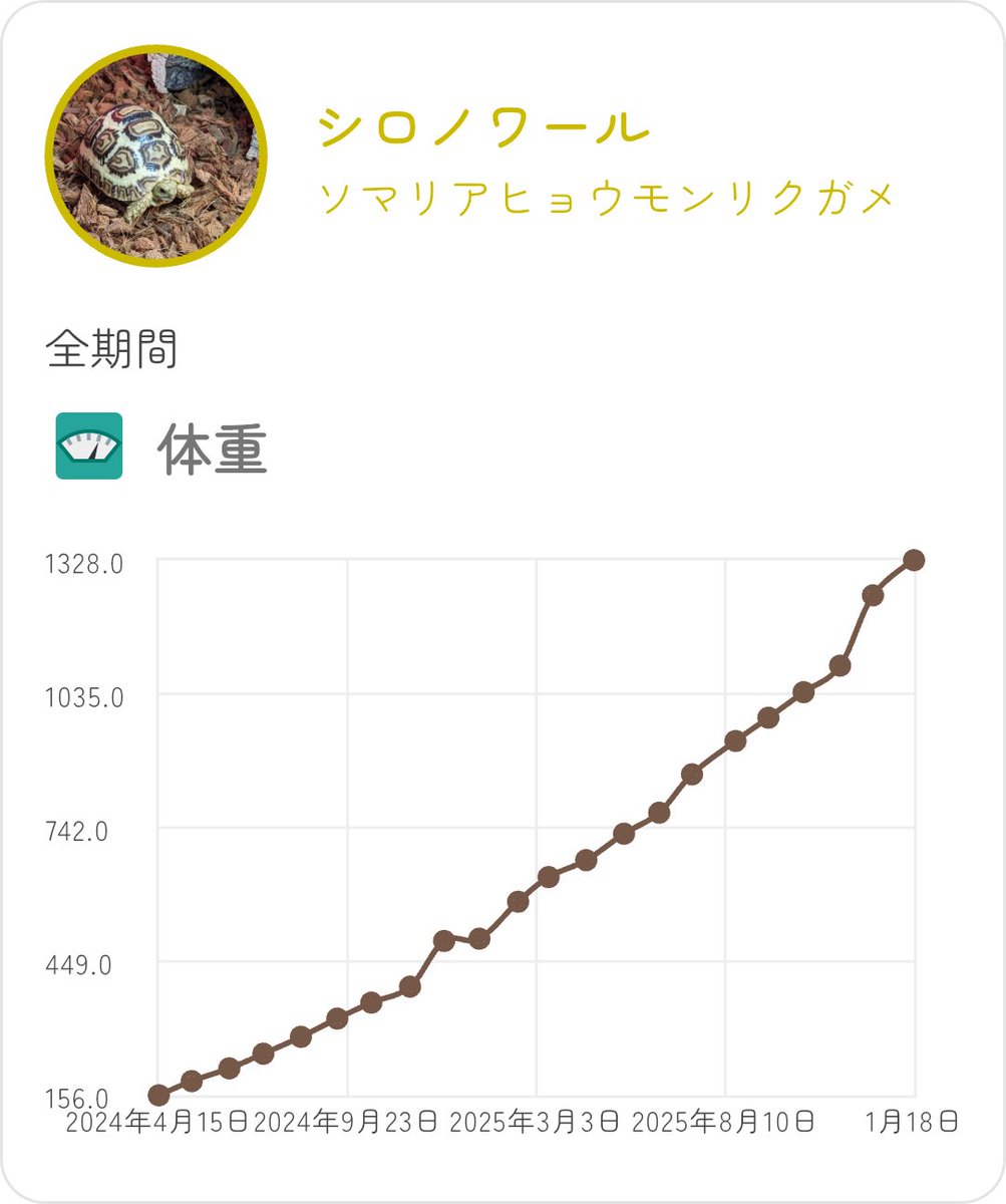 EKamelife's tweet photo. シロノワール身体計測📏
今回は甲長19.5cm、1328gでした！
この1ヶ月は食欲旺盛だったため納得の増量です🐢
#ヒョウモンガメ
#ソマリアヒョウモンリクガメ
#���ロノワール成長記録 https://t.co/dTUsbFq1zo