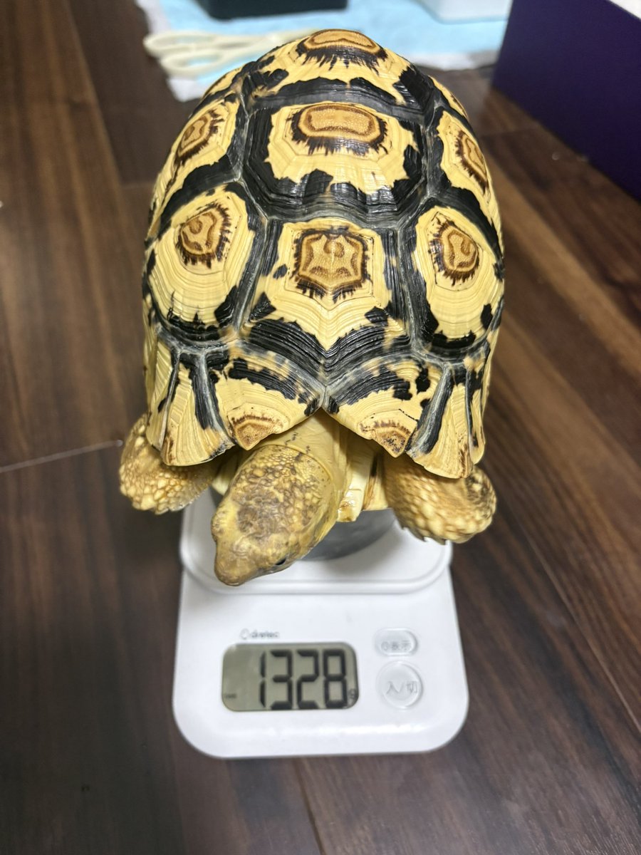 EKamelife's tweet photo. シロノワール身体計測📏
今回は甲長19.5cm、1328gでした！
この1ヶ月は食欲旺盛だったため納得の増量です🐢
#ヒョウモンガメ
#ソマリアヒョウモンリクガメ
#���ロノワール成長記録 https://t.co/dTUsbFq1zo