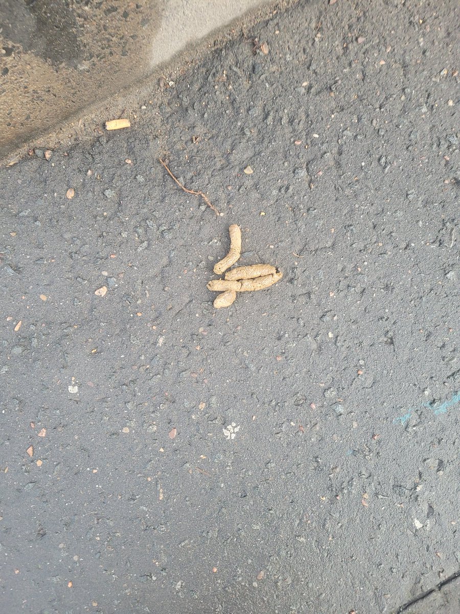 eden_indeed's tweet photo. After a while abroad living in a clean city its nice to see Edinburgh hasn't improved @Edinburgh help https://t.co/XvpgeMqkbw