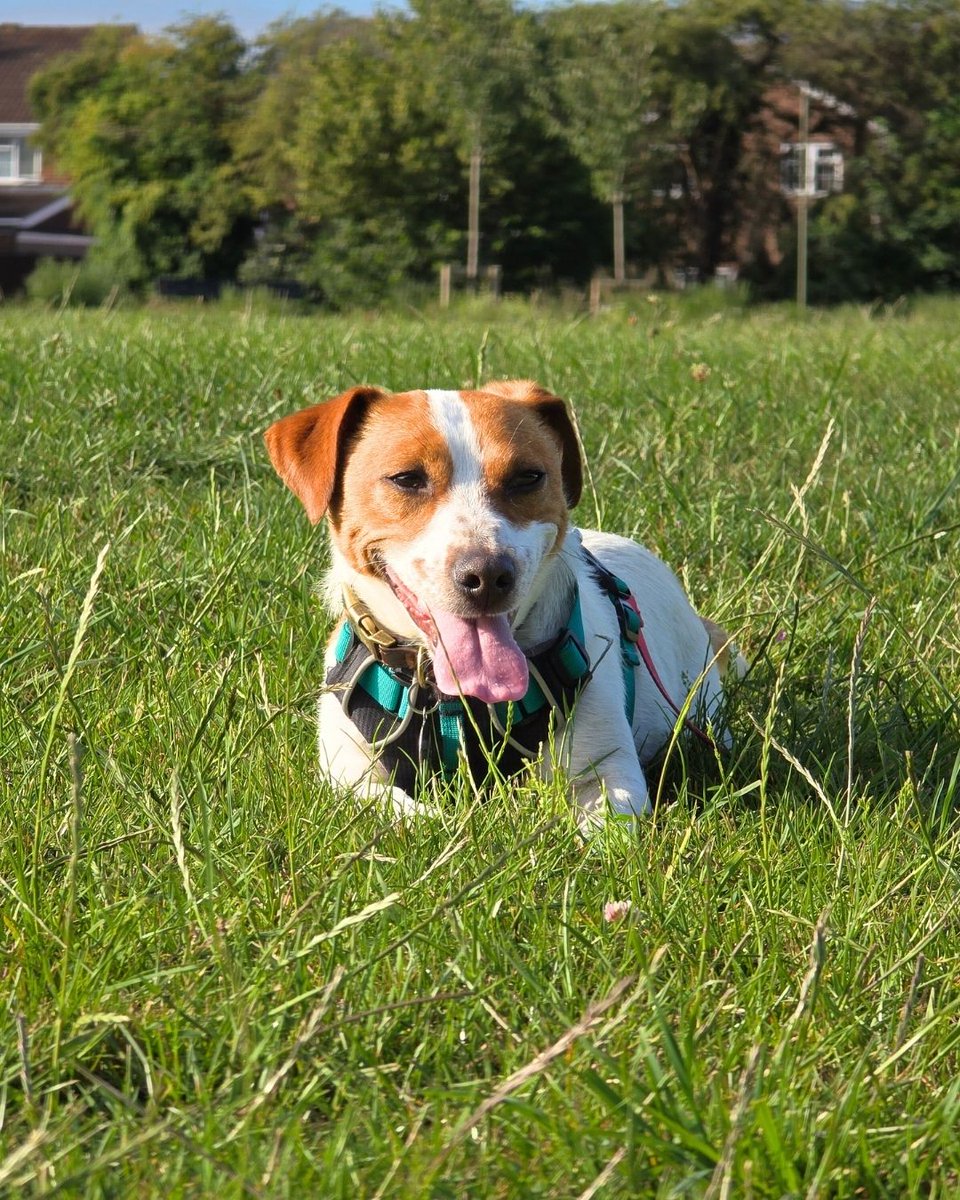 A joyful #WaggyTails from Henry, adopted last April 🌷🐶
His adopters shared: “Henry has settled in perfectly! He’s such a happy boy and has made Holly’s and my life infinitely better.” 🥹💛
Happy tails like Henry’s make our day! 🐾✨
#RescueDog #JackRussellTerrier #Adopted