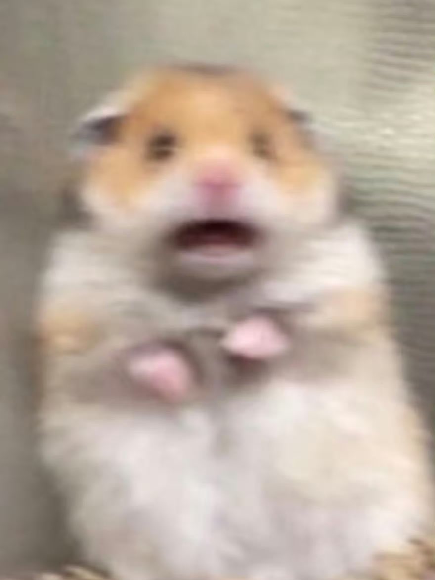 52hertz25's tweet image. •᷄ᯅ•᷅