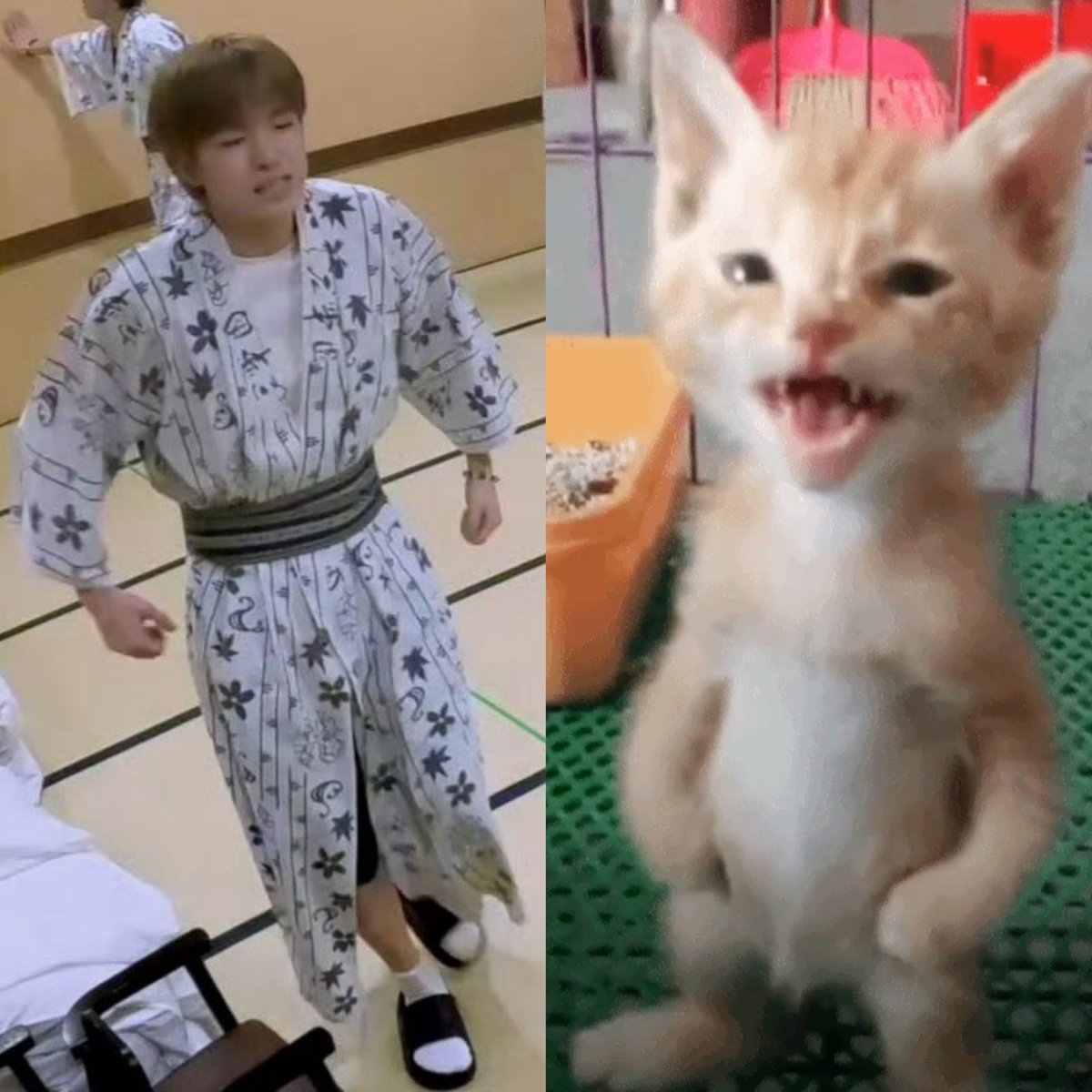 richybusy's tweet image. แมวขู่ๆๆๆ