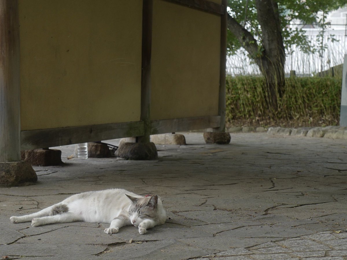 kemono72301's tweet image. ゆっくり過ごせる時間が欲しい🥺