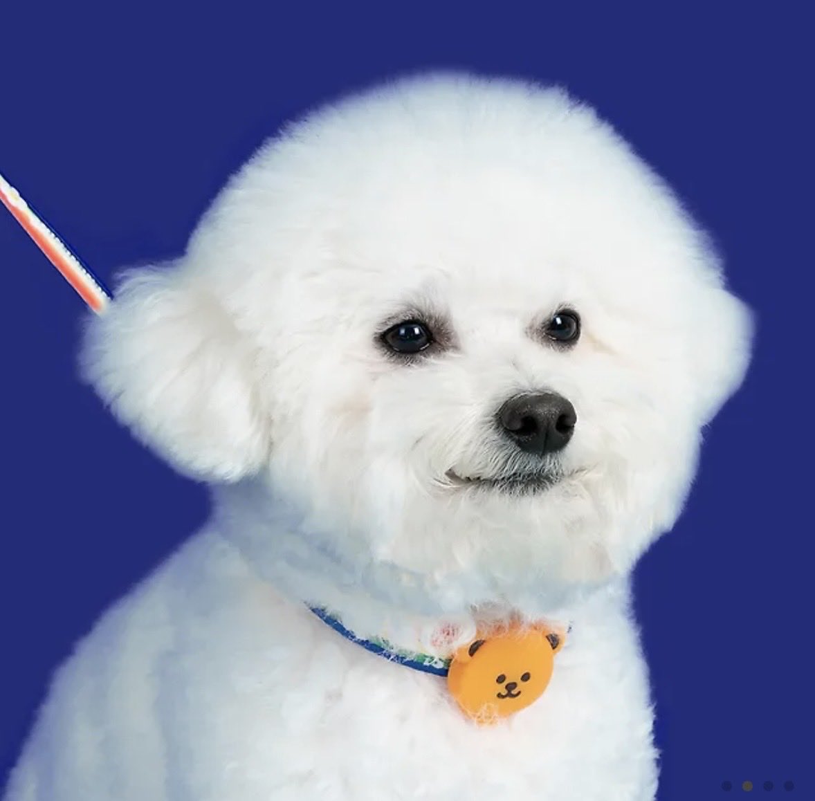 야간 산책 목줄 귀엽당 👍😇😇