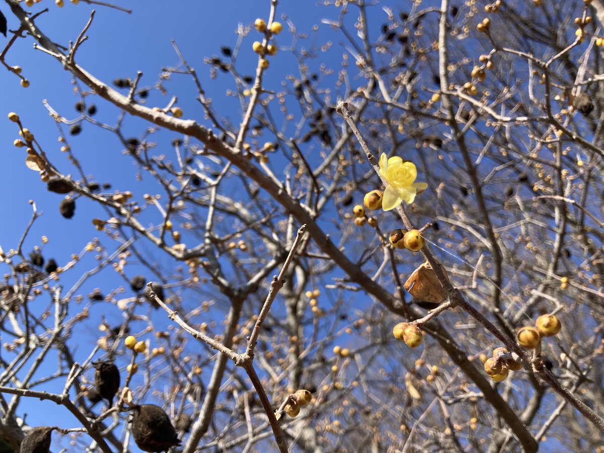 今日は関八州見晴台から秩父方面へ縦走

誰にも会わないから人類絶滅しちゃった？と思うような車道歩きや、妙に峠を推してきたり、標高低いのに見える時はめっちゃ見晴らし良かったり、奥武蔵らしい山歩きで楽しかった

今回のルートにないと思ってたロウバイ、少し咲いてた🥹