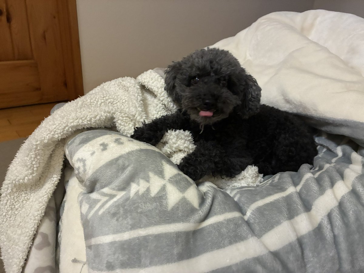 bulbsof's tweet image. 家が静かだ。こんな急にいなくなっちゃうなんて。もっと生きていてほしかった。
本当に可愛く明るい天使みたいな子だった。今は何をしても思い出しちゃって苦しくなるけどちょっとずつ切り替えていかないとね。
きっとまだ家にいてくれてるよね。
たくさんの思い出をありがとう。あっちゃん。大好き。