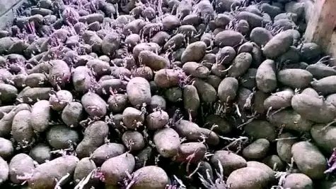 MANIRAFASHAAlb2's tweet image. Planting the sprouts potatoes 
It's increase the the growth performance in the tuber vegetative growth and flowering.
And it increase the germination percentage rather than planting before sprouts.
#potatoesfarming
#Sprouting
#Germinationperfomance