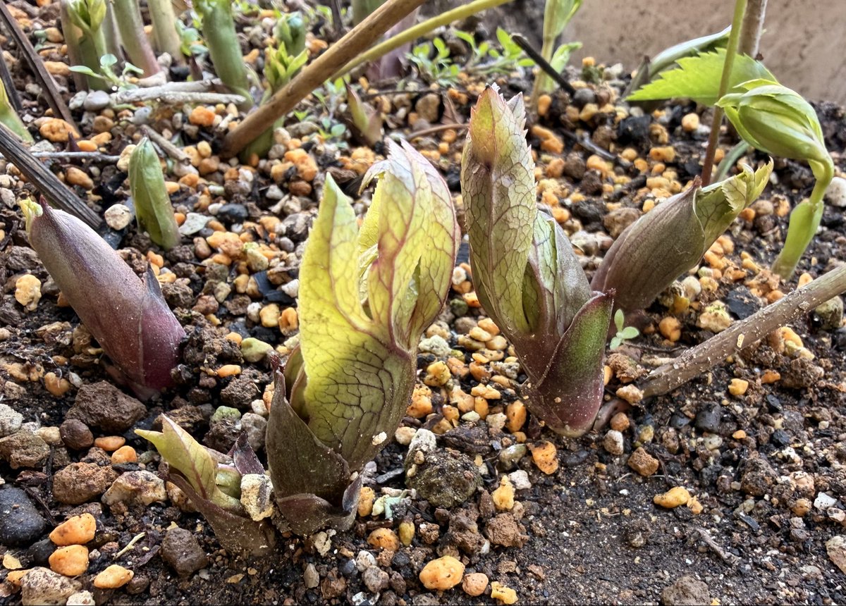 下を向くからこそ
見つけられる楽しみ🍀

今日もお疲れ様でした。