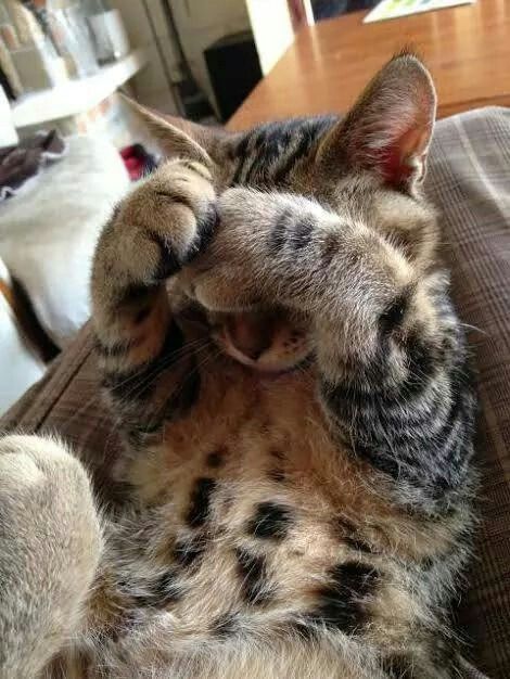 foxboygenius's tweet image. girl why U so kitty