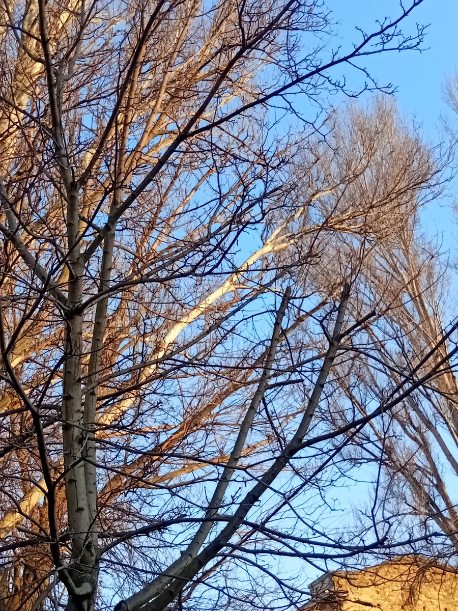 Катерина Галич tweet media