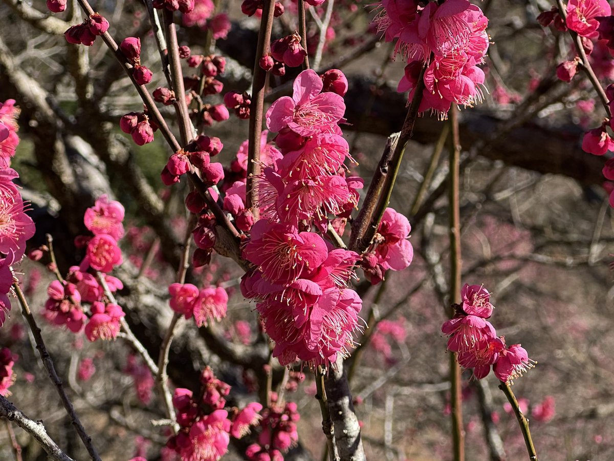 この暖かさで伊豆梅の花が次々と開花