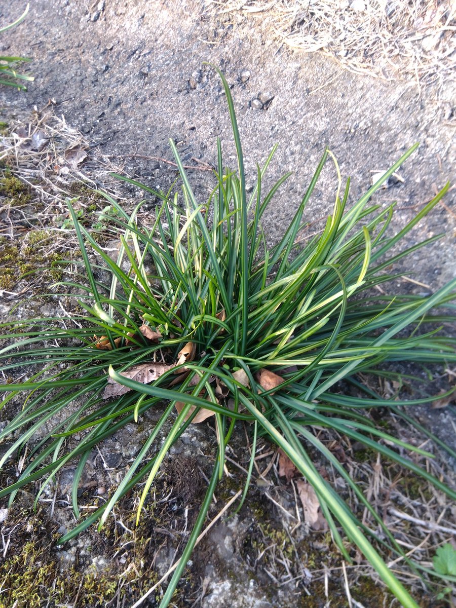 #古民家BASE
#農家の終礼
#ペガサス
本日の植物はノビルです。
ヒガンバナ科ネギ亜科ネギ属の多年草になります。
花言葉は「タフなあなたのことが好き」「胸の高まり」「喜び」です。