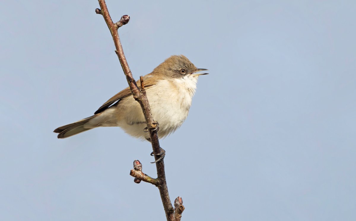 PATRICK a.g. HAWKINS tweet media