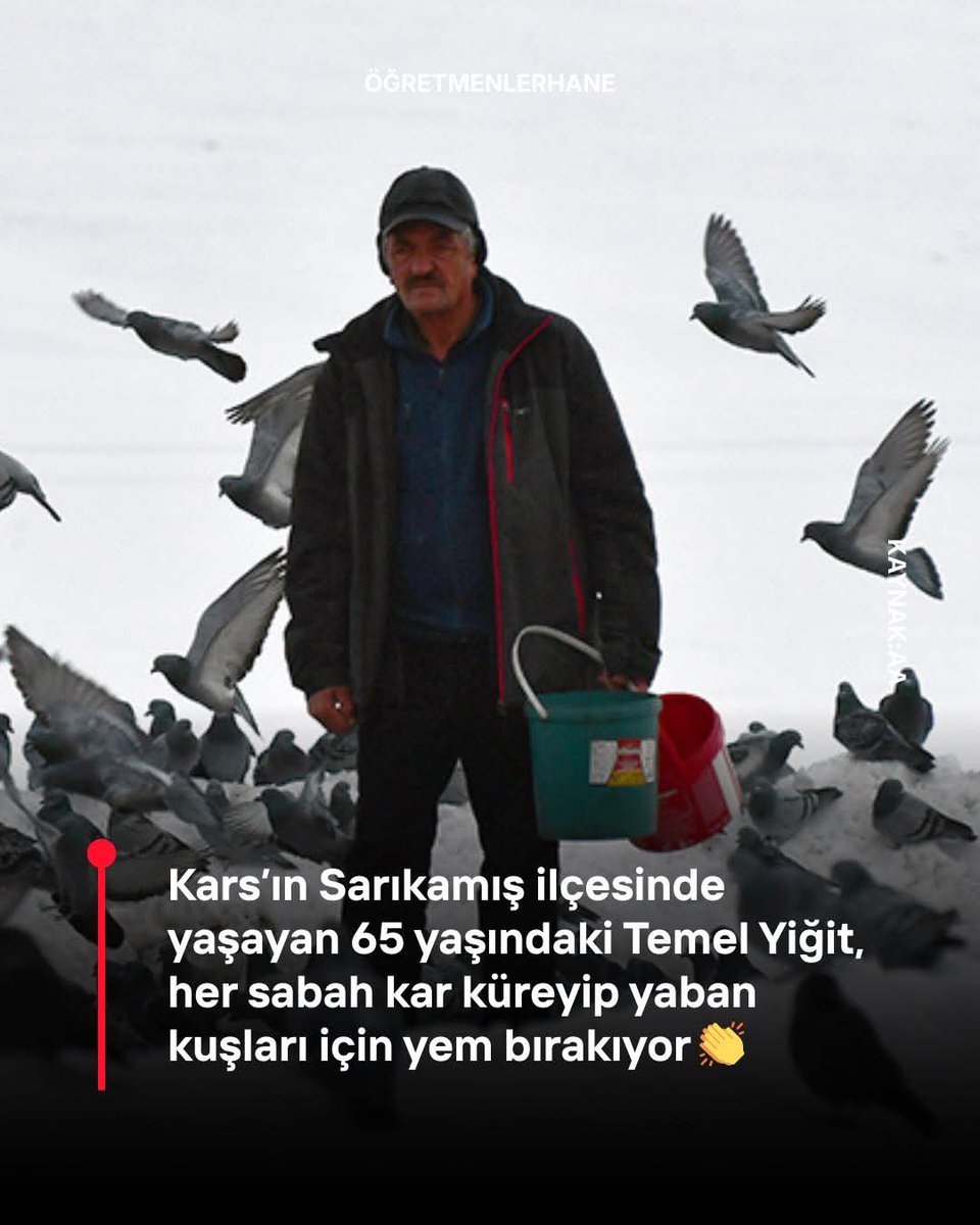 Kars’ın Sarıkamış ilçesinde yaşayan emekli işçi Temel Yiğit, kışın dondurucu soğuğunda aç kalan yaban kuşlarını unutmadı.

65 yaşındaki Yiğit, her sabah küreğini alarak mahallesinde karla kaplı alanları temizliyor, ardından kendi imkanlarıyla temin ettiği yemleri kuşlar için yere