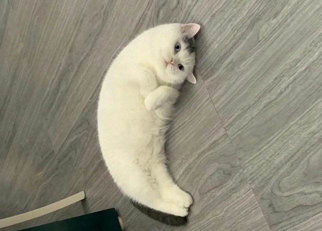 Gekikawa_Dbts's tweet photo. バナナ猫 https://t.co/pADrzGn62v