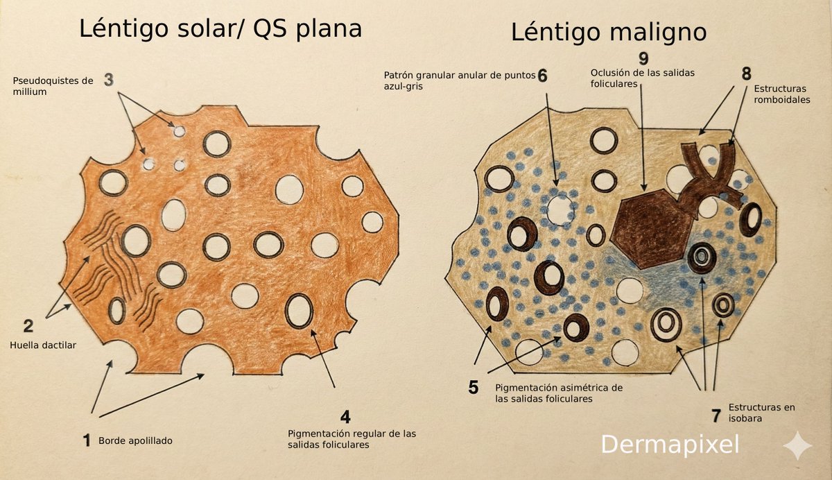 Rosa Taberner tweet media
