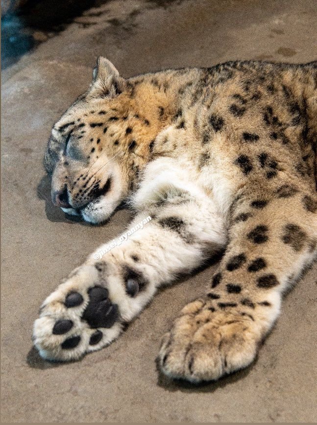 Watch out twin.. Your paws too soft, your fur too fluffy... They'll kill you