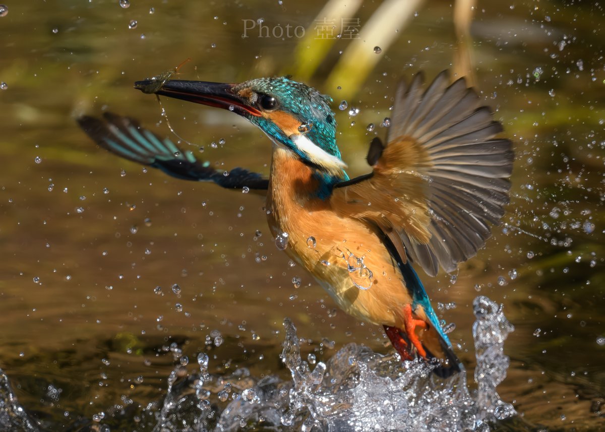 ⭐️とまでです ZW COLLECTION LIMITED EDITION アニマル柄フロッキーパンツ - 豹紋