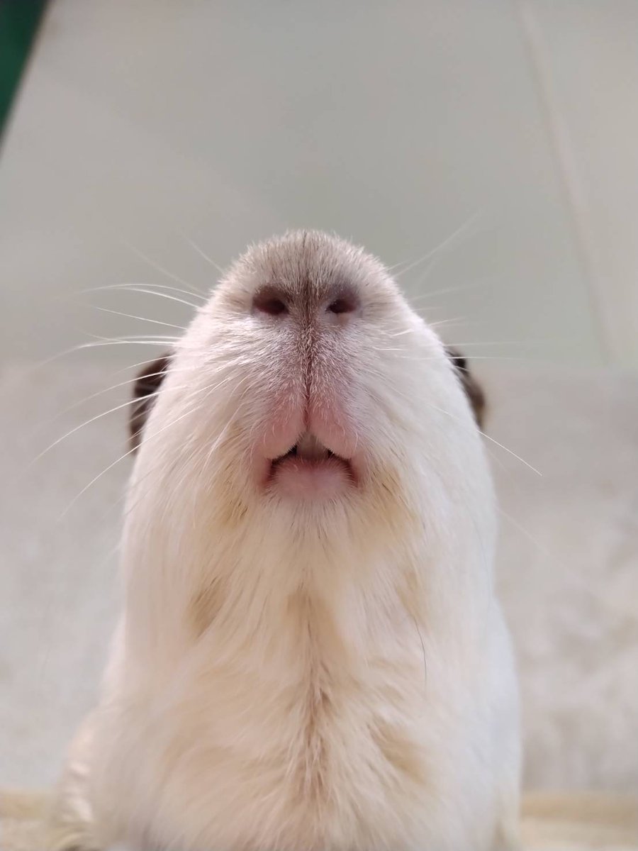 モルモット紹介 番外編！

皆さんはモルモットを下から見たことはありますか？
今回は下から見たモルモットの口元をご紹介します。

口元を提供してくれたのは「あじたま」です。
モルモットたちは結構口が半開きなことも多いです。ご自慢の長い前歯もチラッと見えていますね。

#モルモット紹介