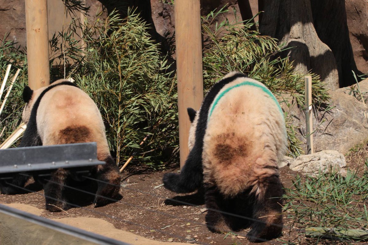おんなじように
おちりが汚れて
シュッポ🚃シュッポ🚃

えー
来週で本当に観覧最終なの？

信じられないよ😭

まだまだ何だか
上野にいてくれるって
思いで溢れています🥹

#上野動物園 
#シャオシャオ 
#レイレイ 
#シャオレイ