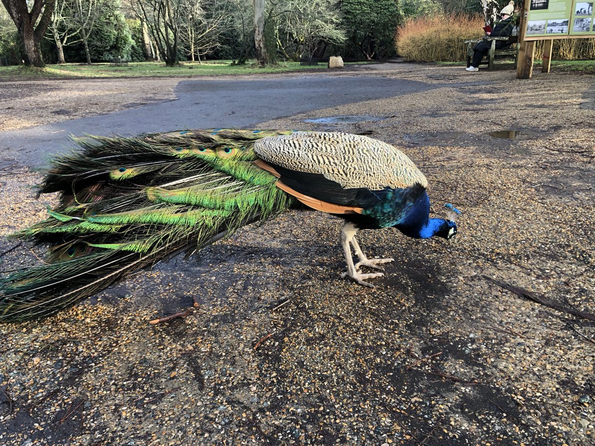 graysing's tweet image. ‘Let frantic Talbot triumph for a while
And like a peacock sweep along his tail;
We’ll pull his plumes and take away his train,
If Dauphin and the rest will be but ruled.’
Henry VI part 1 #ShakespeareSunday