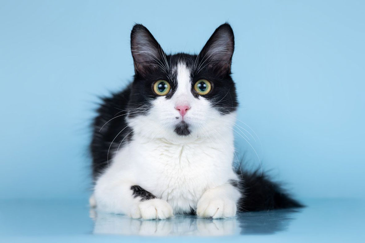 Если вы готовы подарить Нике дом, полный любви и заботы, звоните! 🏡 🐈
🔹 Возраст 7 месяцев, здорова, привита, обработана, знает лоток.
☎ 8-916-930-07-18 Ирина