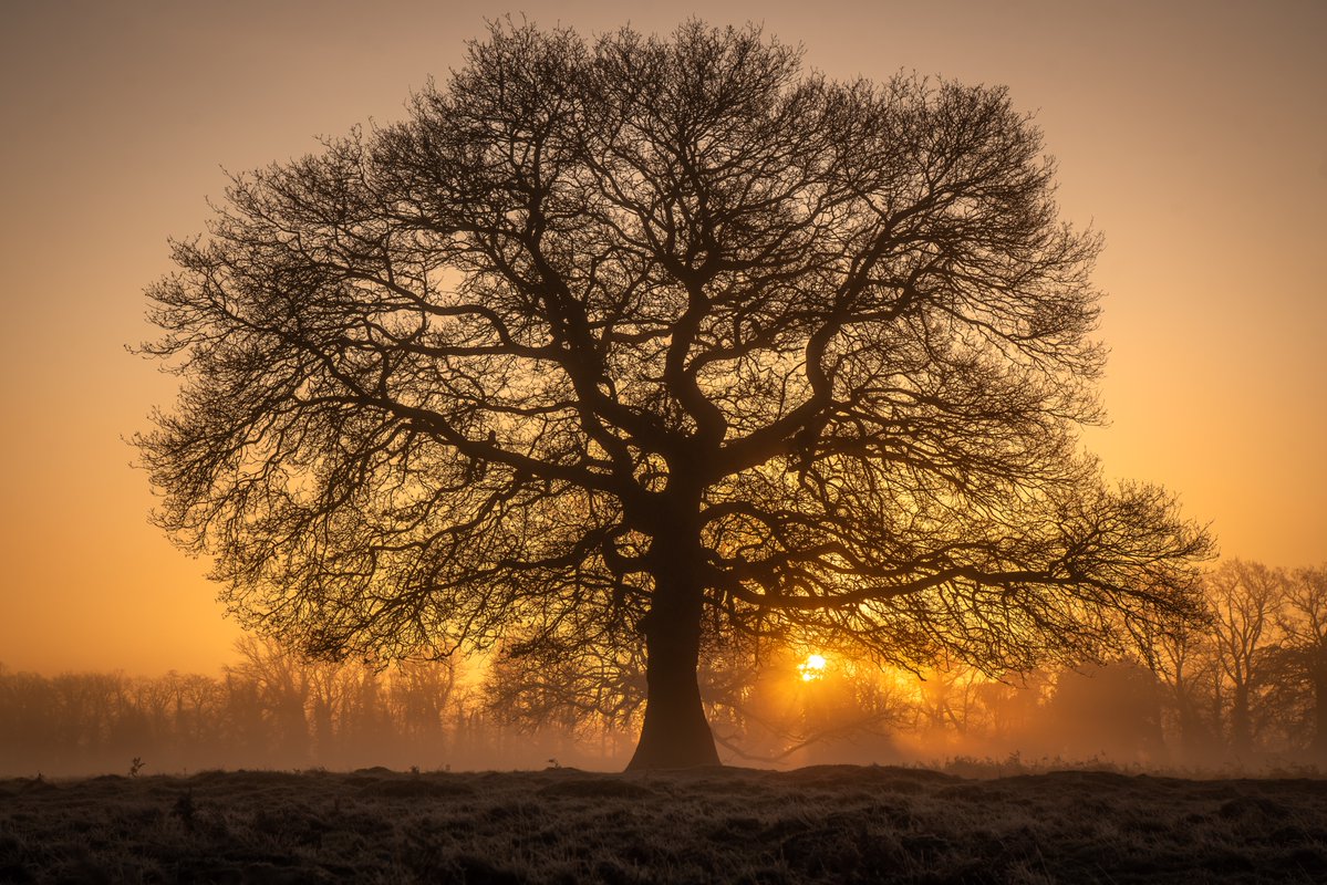 LesleyAM13's tweet image. I will never get bored of shooting this beautiful tree at sunrise. #BushyPark