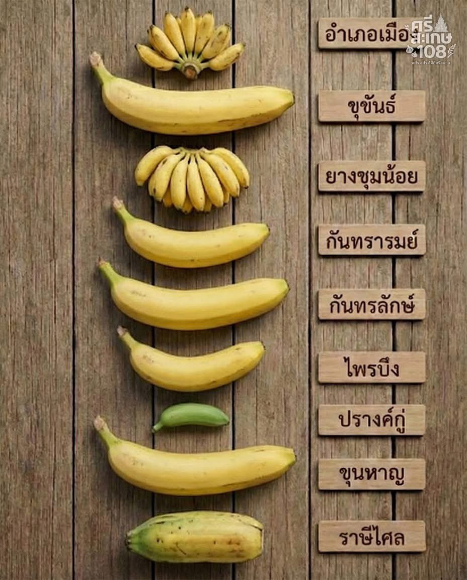 ป้าเอง tweet media