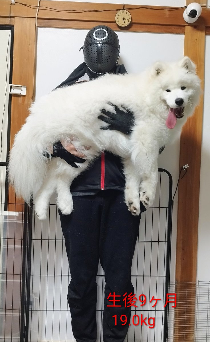 きょうのいぬ❄🐶（9ヶ月）と飼い主🧍