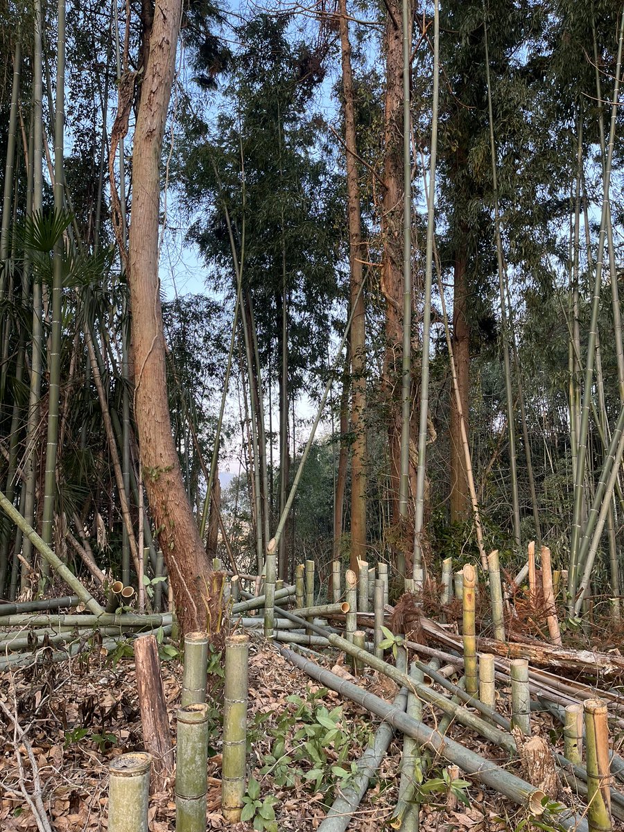 #古民家BASE・龍王 
#サジタリウス 
#農家の終礼 
本日は田舎で輝き隊で竹林整備を致しました