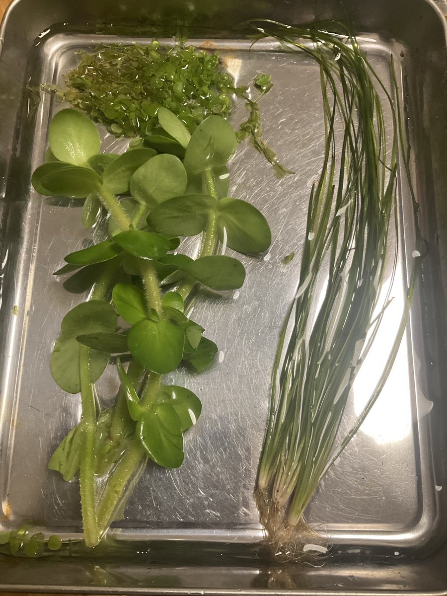 rrn's tweet image. 疑惑を払拭したくて買ってきたラージパールグラス。意外と店頭にないので見つけて嬉しかった。
ジャイアントバコパ‥ジャイアントすぎる。水上葉だからだよね、水中でどうなるんだろね、こわいね。
謎の草、スレンダーバリスネリア。無計画に買ってきた。どこに植えるべきか。