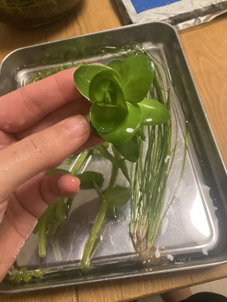 rrn's tweet image. 疑惑を払拭したくて買ってきたラージパールグラス。意外と店頭にないので見つけて嬉しかった。
ジャイアントバコパ‥ジャイアントすぎる。水上葉だからだよね、水中でどうなるんだろね、こわいね。
謎の草、スレンダーバリスネリア。無計画に買ってきた。どこに植えるべきか。