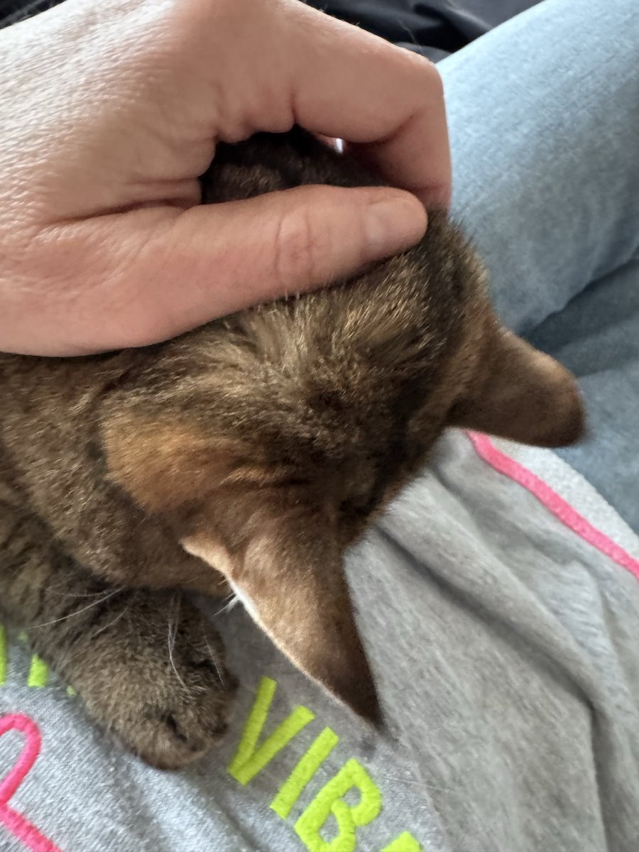 Spirelli79's tweet photo. Da hat jemand ziemlichen #kuschelbedarf #postdienst #gadse https://t.co/yzuP5SCu1i