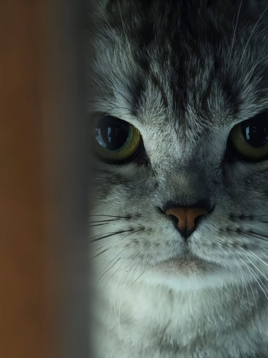 DailyCatsX's tweet image. 