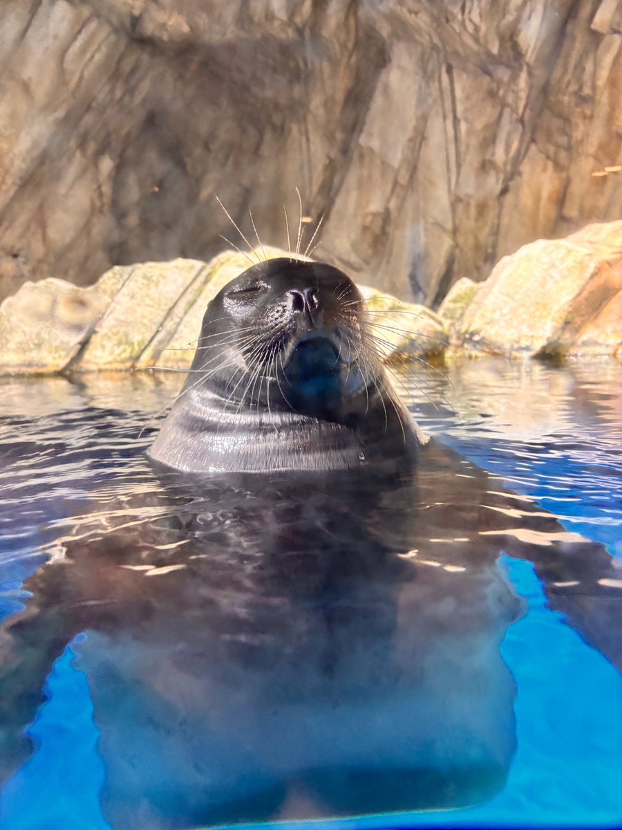 sendaiuminomori's tweet image. 【仙台うみの杜水族館】

「素人は黙っとれ」顔のメロ。
どこか、貫禄も感じられます――

＃s_uminomori　＃バイカルアザラシ